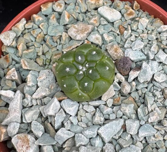 ASTROPHUTUM Nudum Kikko Fukuryu CULTIVAR stādiņš